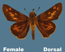 Hylephila phyleus - female