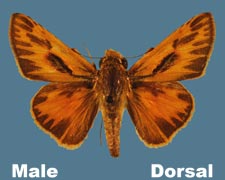 Hylephila phyleus - male