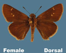 Lerodea eufala - female
