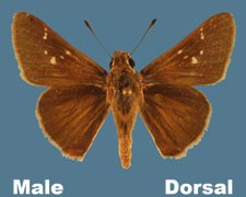 Lerodea eufala - male