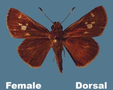 Pompeius verna - female