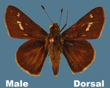 Pompeius verna - male