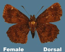 Staphylus hayhusrtii - female