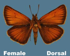 Thymelicus lineola - female