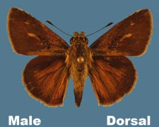 Wallengrenia egeremet - male - variant 1