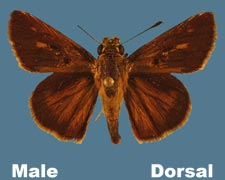 Wallengrenia egeremet - male - variant 2