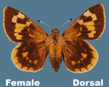 Megathymus streckeri leussleri - female