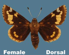 Megathymus yuccae - female