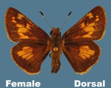 Poanes hobomok - female - variant 1