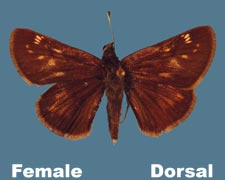 Poanes hobomok - female - variant 2