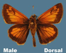 Poanes hobomok - male