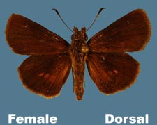 Poanes massasoit - female