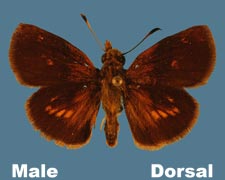 Poanes massasoit - male