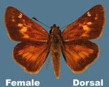 Poanes taxiles - female