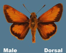 Poanes taxiles - male