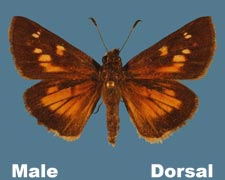 Poanes viator - male