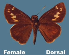 Poanes zabulon - female