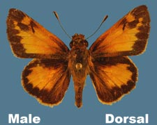 Poanes zabulon - male