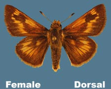 Polites mystic - male