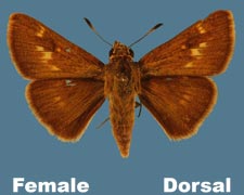 Polites origenes - female