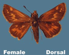 Polites sabuleti - female