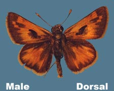 Polites sabuleti - male