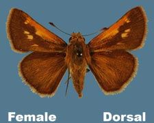 Polites themistocles - female