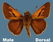 Polites themistocles - male