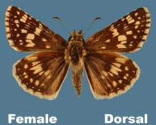 Prygus communis - female