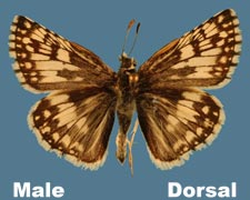 Prygus communis - male