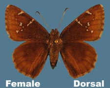 Thorybes pylades - female