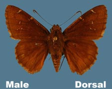 Thorybes pylades - male