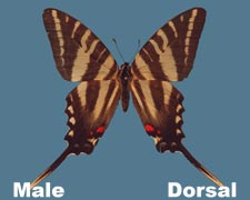 Eurytides marcellus - male - spring variant