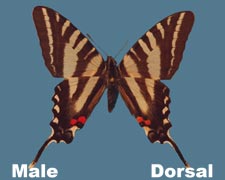 Eurytides marcellus - male - summer variant