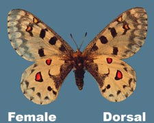 Parnassius Phoebus - female