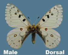 Parnassius phoebus - male
