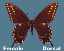 Papilio machaon bairdii - female