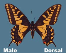 Papilio machaon bairdii - male