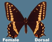 Papilio indra - female