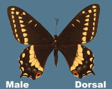 Papilio indra