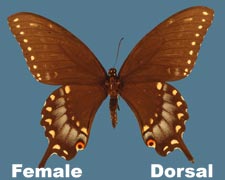 Papilio polyxenes asterius - female