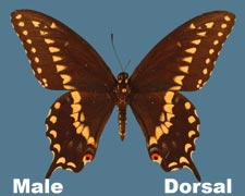 Papilio polyxenes asterius - male