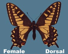 Papilio zelicaon nitra - female