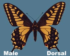 Papilio zelicaon nitra - male