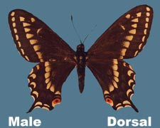 Papilio zelicaon nitra - male - variant 1