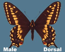 Papilio zelicaon nitra - male - variant 2