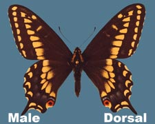 Papilio zelicaon nitra - male - variant 2