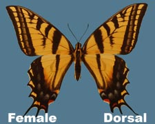 Pterourus multicaudatus - female