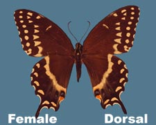 Pterourus palamedes - female