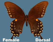 Pterourus troilus - female